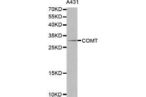 Image no. 1 for anti-Catechol-O-Methyltransferase (COMT) antibody (ABIN1679321)