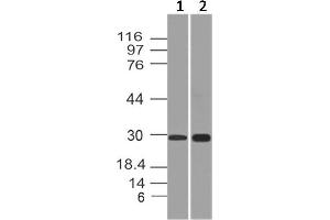 Image no. 1 for anti-APAF1 Interacting Protein (APIP) antibody (ABIN5027749)