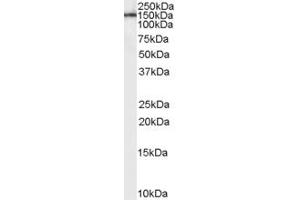 Image no. 1 for anti-EGF-Like, Fibronectin Type III and Laminin G Domains (EGFLAM) (C-Term) antibody (ABIN2785392)