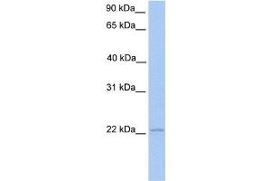 Image no. 1 for anti-Interferon Stimulated Exonuclease Gene 20kDa (ISG20) (Middle Region) antibody (ABIN2778794)