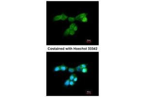 Image no. 3 for anti-Dual Specificity Phosphatase 10 (DUSP10) (C-Term) antibody (ABIN2855915)
