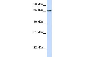 anti-RUN and FYVE Domain Containing 1 (RUFY1) (C-Term) antibody