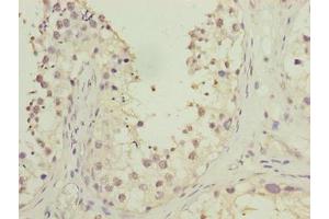 Immunohistochemistry of paraffin-embedded human testis tissue using ABIN7165635 at dilution of 1:100