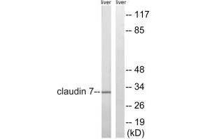 Claudin 7 antibody  (Tyr210)