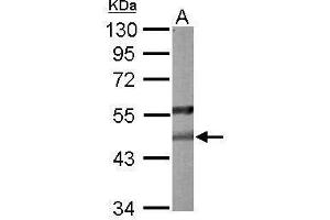 Image no. 3 for anti-Paraoxonase 2 (PON2) (Center) antibody (ABIN2855759)