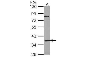 Image no. 1 for anti-G Protein-Coupled Receptor 45 (GPR45) (Center) antibody (ABIN2854278)