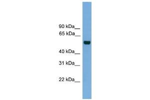 Image no. 3 for anti-CDC like Kinase 1 (CLK1) (N-Term) antibody (ABIN2784736)