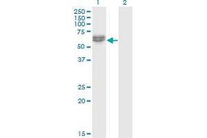 Image no. 1 for anti-Nemo-Like Kinase (NLK) (AA 416-515) antibody (ABIN526866)