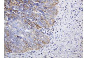 Image no. 2 for anti-CD99 (CD99) antibody (ABIN1497383)