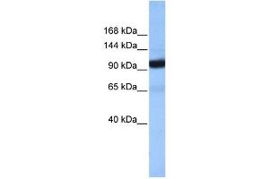 Image no. 1 for anti-Coatomer Protein Complex, Subunit beta 1 (COPB1) (Middle Region) antibody (ABIN630777)