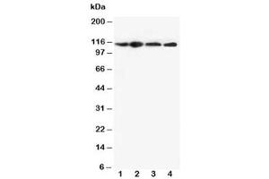 Image no. 6 for anti-NLR Family, Pyrin Domain Containing 3 (NLRP3) (N-Term) antibody (ABIN3032021)