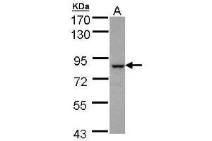 BBS7 antibody  (Internal Region)