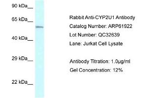 Image no. 1 for anti-Cytochrome P450, Family 2, Subfamily U, Polypeptide 1 (CYP2U1) (Middle Region) antibody (ABIN2788950)