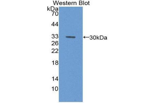 MAP1A antibody  (AA 2110-2367)