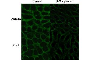 Product Overview Anti Occludin Antibodies