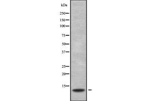 Image no. 1 for anti-S100 Calcium Binding Protein G (S100G) antibody (ABIN6264910)