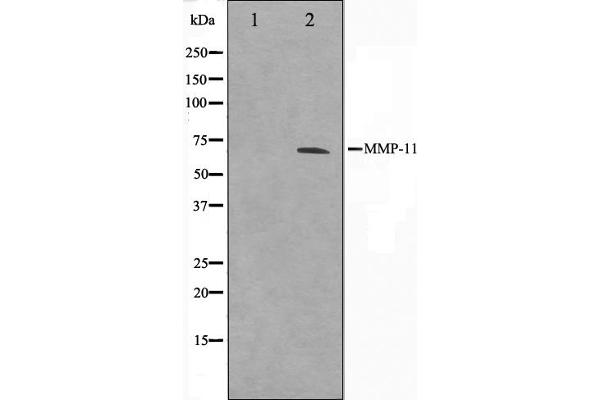 anti-Matrix Metallopeptidase 11 (Stromelysin 3) (MMP11) (N-Term) antibody