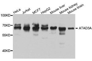 Image no. 1 for anti-ATPase Family, AAA Domain Containing 3A (ATAD3A) antibody (ABIN6137224)