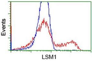 Image no. 10 for anti-LSM1 Homolog, U6 Small Nuclear RNA Associated (LSM1) antibody (ABIN1499210)