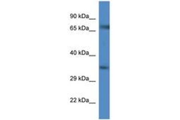 GLYT1 antibody  (AA 557-606)
