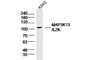 Image no. 1 for anti-Mitogen-Activated Protein Kinase Kinase Kinase 13 (MAP3K13) (AA 801-900) antibody (ABIN5557380)