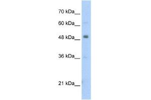 Image no. 1 for anti-Pre-B-Cell Leukemia Transcription Factor 3 (PBX3) (N-Term) antibody (ABIN2779449)