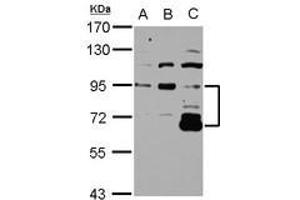 Image no. 1 for anti-DIS3-Like Exonuclease 2 (DIS3L2) (Internal Region) antibody (ABIN1496026)
