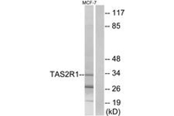 anti-Taste Receptor, Type 2, Member 1 (TAS2R1) (AA 6-55) antibody