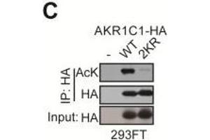 Image no. 7 for anti-Dihydrodiol Dehydrogenase (DDH) (Center) antibody (ABIN2856139)