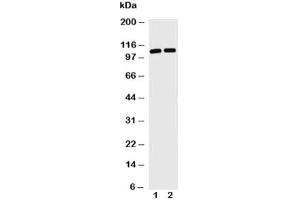Image no. 4 for anti-Toll-Like Receptor Adaptor Molecule 1 (TICAM1) (C-Term) antibody (ABIN3029185)