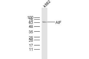 Image no. 6 for anti-Apoptosis-Inducing Factor, Mitochondrion-Associated, 1 (AIFM1) (AA 131-230) antibody (ABIN724010)