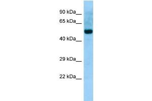 Image no. 1 for anti-Abl-Interactor 2 (ABI2) (N-Term) antibody (ABIN2788799)