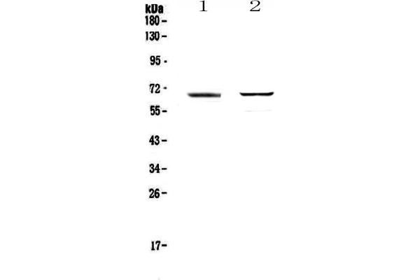 RUNX1T1 antibody  (AA 335-510)