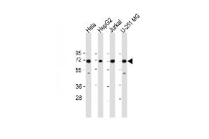 Image no. 2 for anti-Far Upstream Element (FUSE) Binding Protein 1 (FUBP1) (AA 240-268) antibody (ABIN5534289)