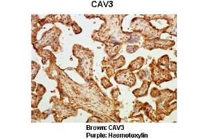 Image no. 1 for anti-Caveolin 3 (CAV3) (N-Term) antibody (ABIN2792221)