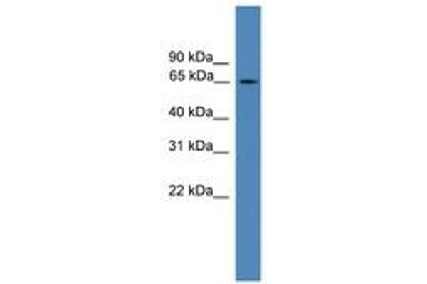 TBC1D19 抗体  (AA 151-200)