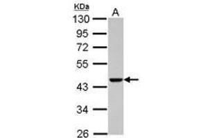 Image no. 2 for anti-Actin-Related Protein T1 (ACTRT1) (AA 174-376) antibody (ABIN1496449)