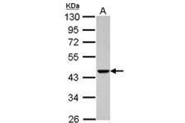 ACTRT1 antibody  (AA 174-376)