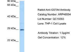 Image no. 1 for anti-Glutathione S-Transferase alpha 4 (GSTA4) (N-Term) antibody (ABIN2783417)