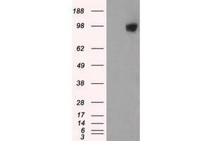 Image no. 1 for anti-GRIP1 Associated Protein 1 (GRIPAP1) antibody (ABIN2722247)