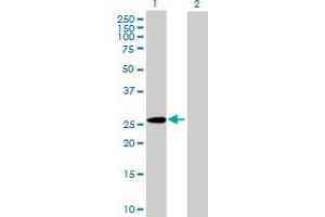 Image no. 1 for anti-Glypican 5 (GPC5) (AA 1-572) antibody (ABIN515633)