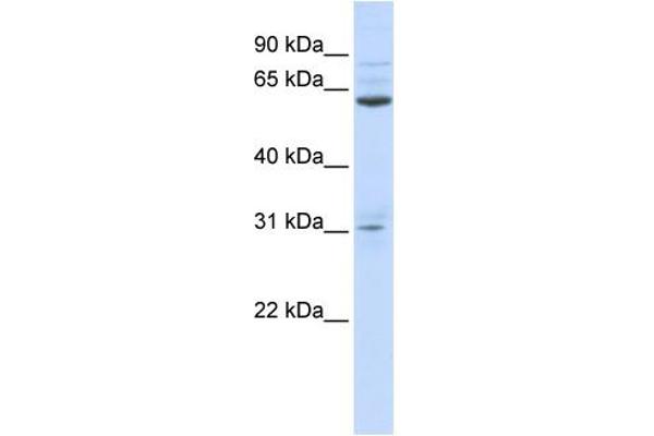anti-Intestine-Specific Homeobox (ISX) (N-Term) antibody
