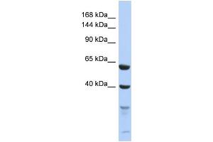 Image no. 1 for anti-Testis Expressed 11 (TEX11) (C-Term) antibody (ABIN2786547)