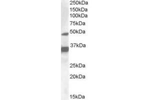 Image no. 2 for anti-Nuclear Receptor Subfamily 1, Group I, Member 2 (NR1I2) (Internal Region) antibody (ABIN335159)