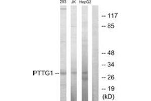 Western blot analysis of extracts from HepG2/Jurkat/293 cells, using PTTG1 Antibody.