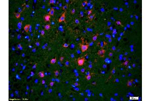Image no. 3 for anti-Cell Division Cycle 40 (CDC40) (AA 481-579) antibody (ABIN2172778)