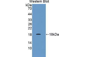Image no. 1 for anti-Prefoldin Subunit 1 (PFDN1) (AA 1-122) antibody (ABIN1869777)