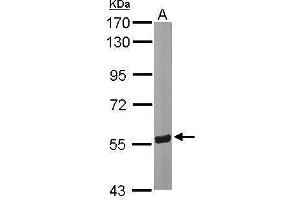Image no. 4 for anti-24-Dehydrocholesterol Reductase (DHCR24) (Center) antibody (ABIN2855685)