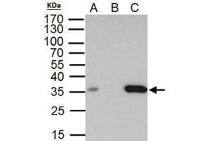 Image no. 3 for anti-High Mobility Group 20B (HMG20B) (Center) antibody (ABIN2855769)
