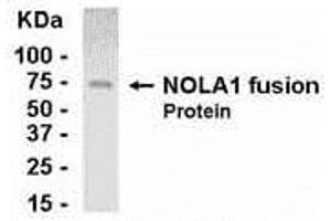 Image no. 1 for anti-GAR1 Ribonucleoprotein Homolog (Yeast) (GAR1) (AA 1-217) antibody (ABIN2468027)